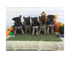 10 weeks old German shepherd puppies for sale in nc