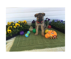 10 weeks old German shepherd puppies for sale in nc in ...