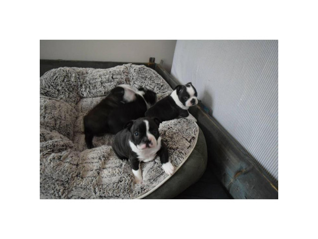 4 Males Boston Terrier puppies for sale in Canton