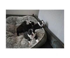 4 Males Boston Terrier puppies for sale
