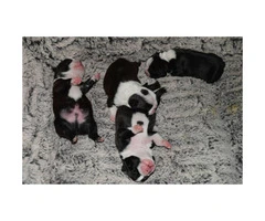 4 Males Boston Terrier puppies for sale - 2