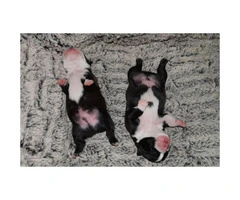 4 Males Boston Terrier puppies for sale - 3
