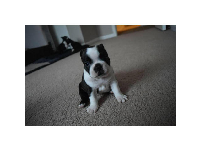4 Males Boston Terrier puppies for sale in Canton