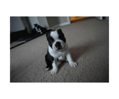 4 Males Boston Terrier puppies for sale - 4
