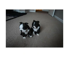 4 Males Boston Terrier puppies for sale - 5