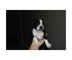 4 Males Boston Terrier puppies for sale - 6