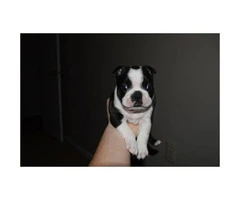 4 Males Boston Terrier puppies for sale - 7