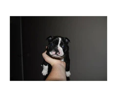 4 Males Boston Terrier puppies for sale - 8