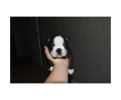 4 Males Boston Terrier puppies for sale - 9