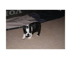 4 Males Boston Terrier puppies for sale - 10