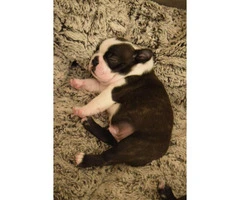 4 Males Boston Terrier puppies for sale - 11