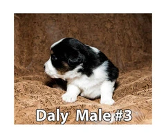 Miniature Australian Shepherd Puppies 3 Male Available - 4