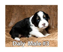 Miniature Australian Shepherd Puppies 3 Male Available - 5