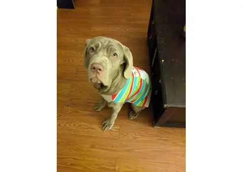 Female Neapolitan Mastiff for Sale