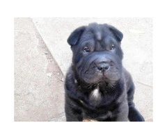 Two Chinese Shar-Pei Puppies for Sale