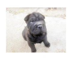 Two Chinese Shar-Pei Puppies for Sale - 3