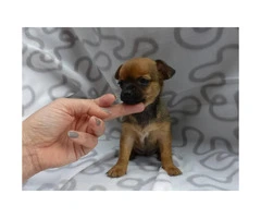 8 weeks old Mini pinscher puppies for sale