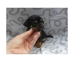 8 weeks old Mini pinscher puppies for sale - 2