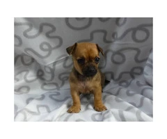 8 weeks old Mini pinscher puppies for sale - 3