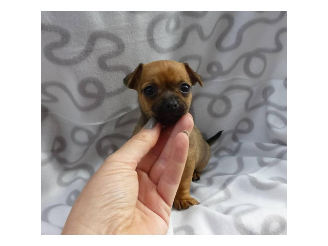 8 weeks old Mini pinscher puppies for sale in Miami ...