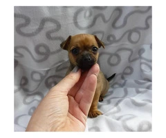 8 weeks old Mini pinscher puppies for sale - 4
