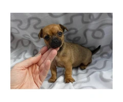 8 weeks old Mini pinscher puppies for sale - 5