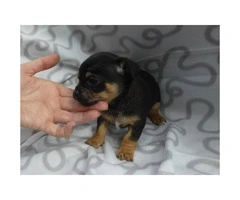 8 weeks old Mini pinscher puppies for sale - 7