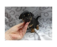 8 weeks old Mini pinscher puppies for sale - 8