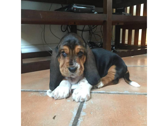 Basset Hound for Sale in Miami, Florida - Puppies for Sale ...