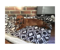 5 month old Dachshund Puppy for sale