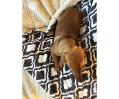 5 month old Dachshund Puppy for sale - 2