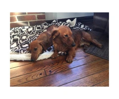 5 month old Dachshund Puppy for sale - 3