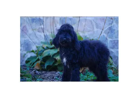 Aussiedoodle For Sale