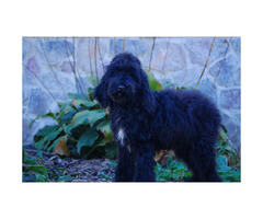 Aussiedoodle Puppy for sale by owner - page 2 - Puppies ...