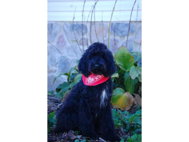 Aussiedoodle For Sale in Chicago, Illinois - Puppies for ...