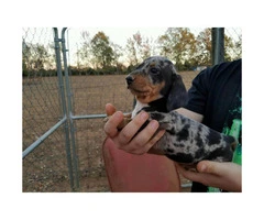 Dapple dachshund for sale