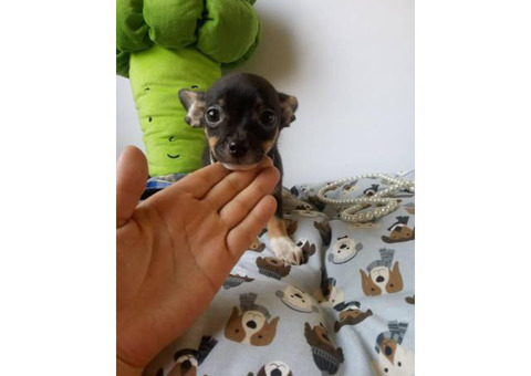 Teacup apple head Chihuahua male puppy