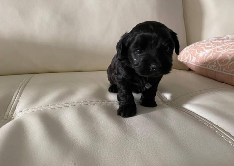Yorkipoo boy and girl puppy