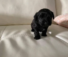 Yorkipoo boy and girl puppy