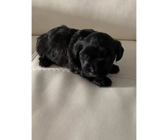 Yorkipoo boy and girl puppy - 4