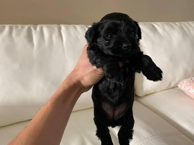 Yorkipoo boy and girl puppy Millsboro - Puppies for Sale Near Me