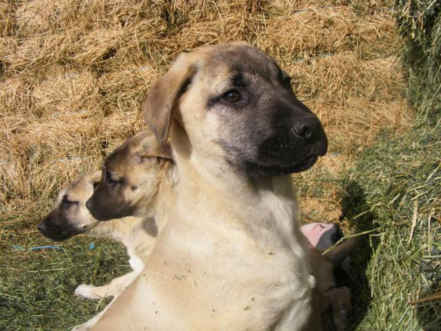purebred anatolian shepherd puppies for sale