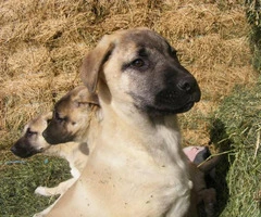 3 male purebred Anatolian Shepherd puppies up for sale