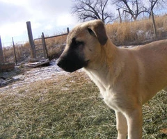 3 male purebred Anatolian Shepherd puppies up for sale - 4