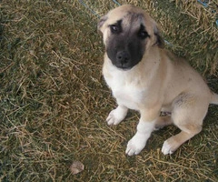 3 male purebred Anatolian Shepherd puppies up for sale - 5