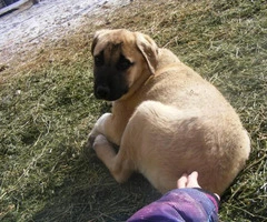 3 male purebred Anatolian Shepherd puppies up for sale - 6