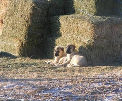 3 male purebred Anatolian Shepherd puppies up for sale - 7