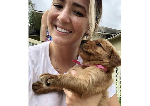 2 months old golden retrievers