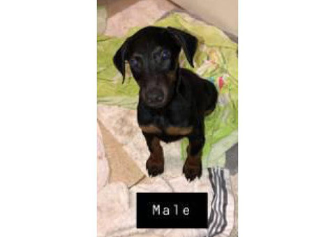 3 Doberman puppies left
