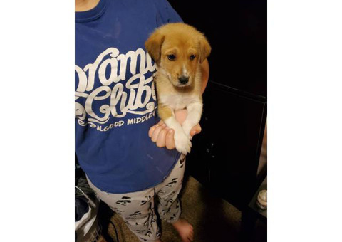 Sheltie puppy looking for a great home